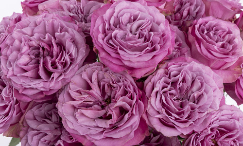 Rosen aus Ecuador Ecuador Rosen