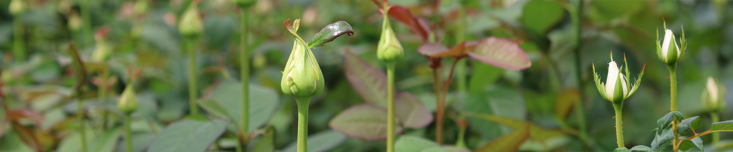 Frische Rosen Direkt vom Züchter
