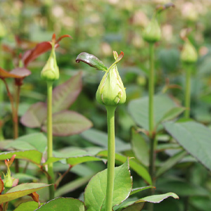 Frische Rosen bestellen