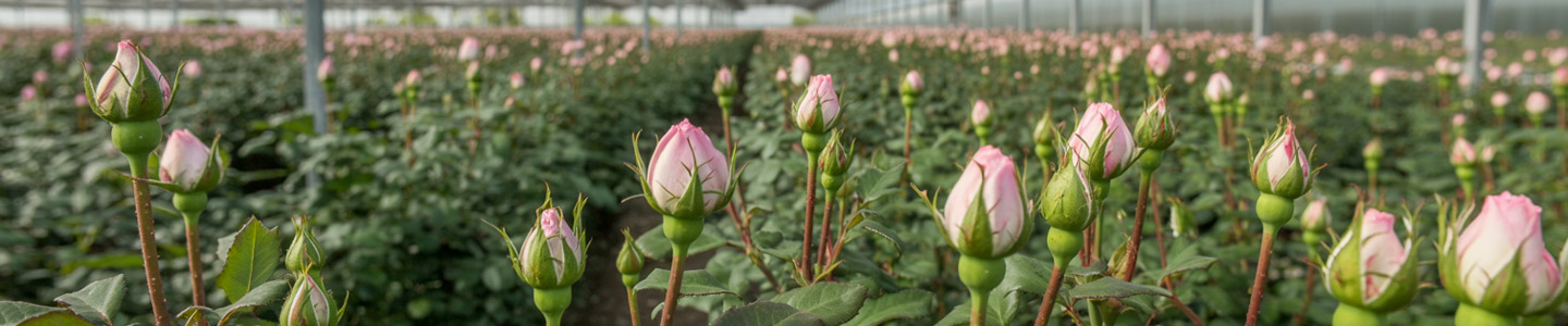 Rosen aus Kenia Rosen aus Kenia
