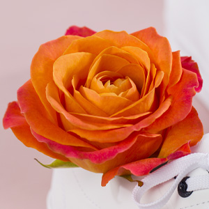 Orange Rose bestellen Orange Rose