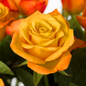 Confidential Rosen Confidential Rosen