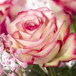 Rosa Paloma Rose Paloma Rose