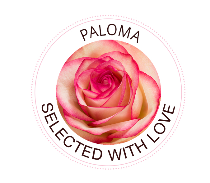 Paloma Die Paloma Rose