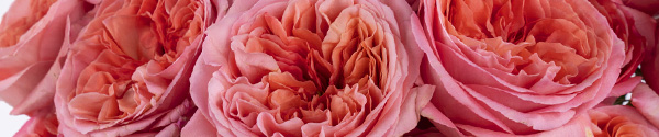 Pink X-Pression Rose