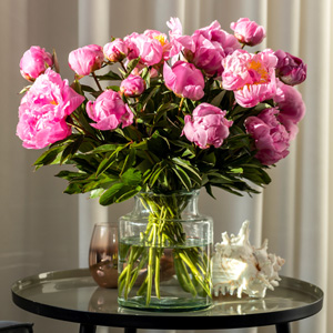 20 Pinke Pfingstrosen 20 Pinke Pfingstrosen