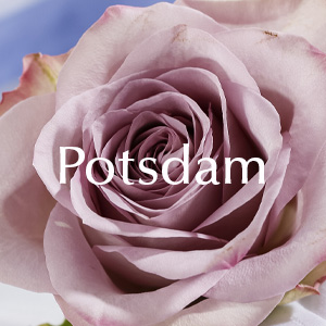 Rosen bestellen Potsdam Rosenlieferung in Potsdam