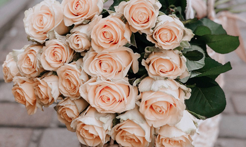 Premium Rosen Blog: Exklusive Rosen