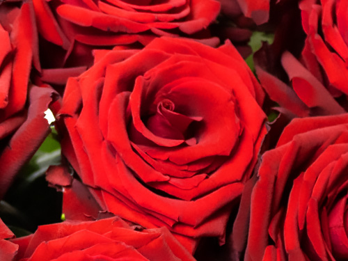 Red Bentley Rose Red Bentley Rose