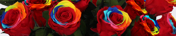 Konservierte Regenbogen Rosen Konservierte Regenbogen Rosen