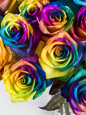 Regenbogen Rosen Regenbogen Rosen bestellen