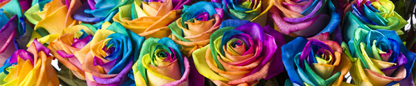 Regenbogen Rosen verschicken Regenbogen Rosen bestellen