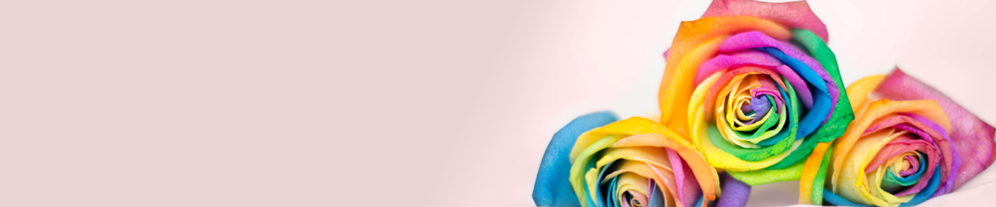 Gefärbte Rosen Regenbogen Rosen