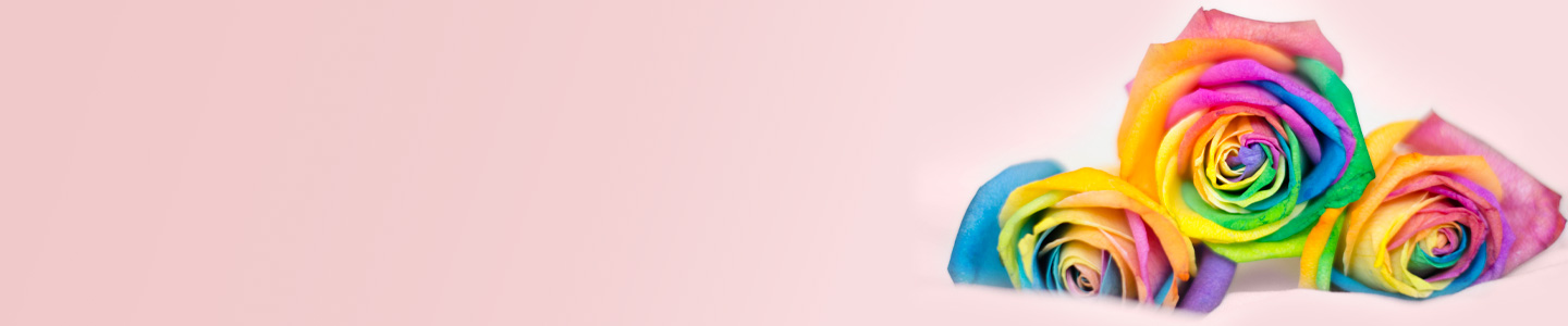 Regenbogen Rosen