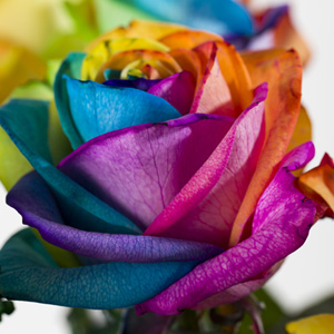 Regenbogen Rosen liefern Schenke Regenbogen Rosen