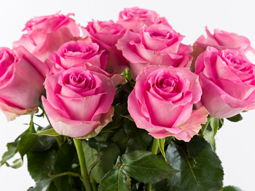St&uuml;ckzahl Pinke Rosen