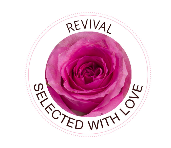 Revival Die Revival Rose