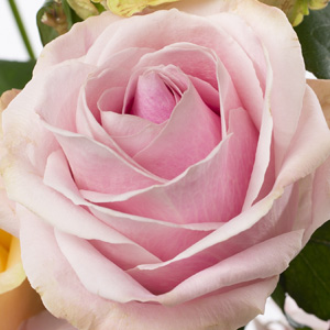 Rosa Avalanche Sweet Rosen