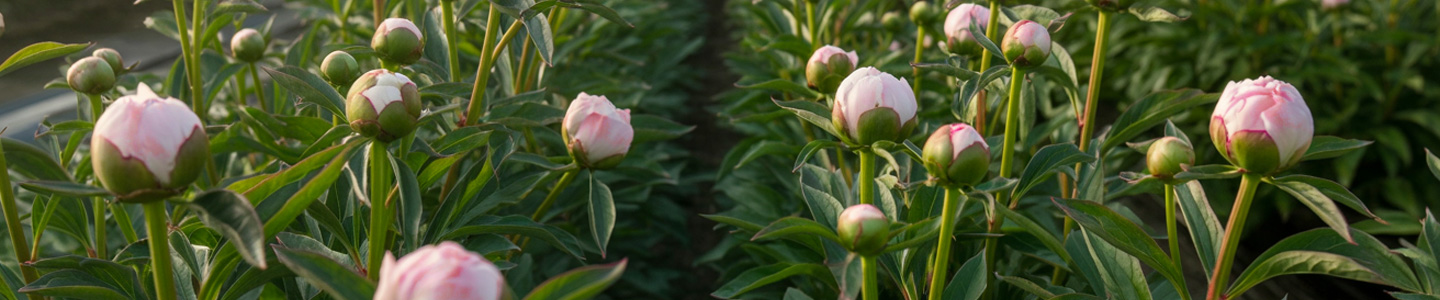 Frische Rosa Pfingstrosen Frische Rosa Pfingstrosen