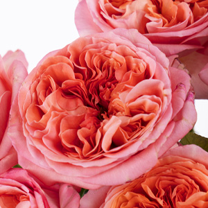 Rosa Rosen aus Ecuador Rosa Rosen aus Ecuador