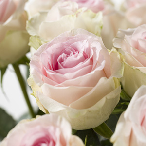 Sweet Revival Rosen Sweet Revival Rosen