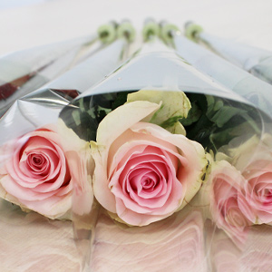 Rosa Rosen pro Stück verpackt Rosa Rosen pro Stück verpackt