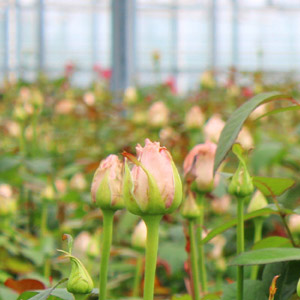 Nachhaltigkeit Berg Roses Nachhaltigkeit Berg Roses