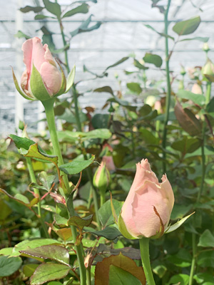 Rosen vom Z&uuml;chter