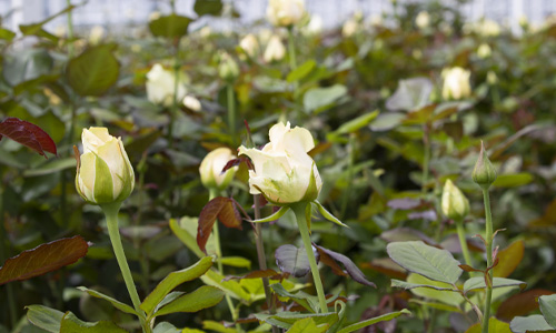 Frische Rosen vom Züchter Blog: Frische Rosen