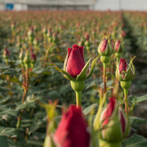 Nachhaltigkeit Meewisse Roses