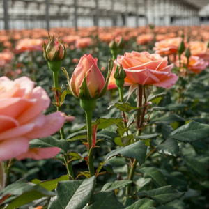 Nachhaltigkeit Naranjo Roses Nachhaltigkeit Naranjo Roses