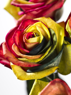 Gef&auml;rbte Rosen bestellen