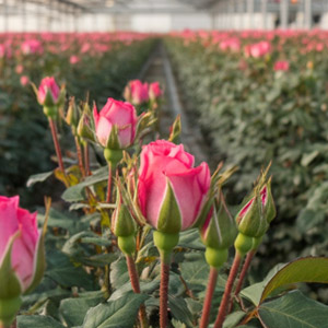 Nachhaltigkeit Timaflor