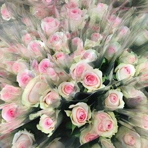 Rosen pro st&uuml;ck verpacken