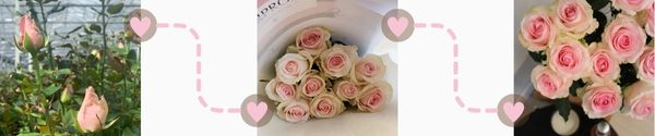 Rosen direkt vom Züchter Rosen direkt vom Züchter