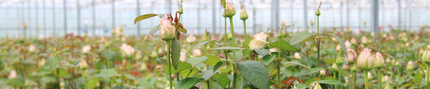 Frische Rosen vom Züchter Frische Rosen vom Züchter