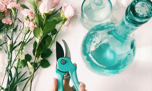 Rosenpflege Blog: Rosenpflege