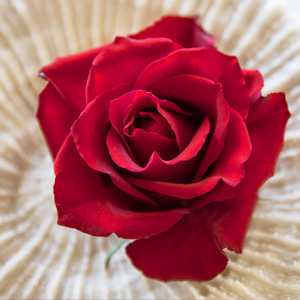 Rote Rosen bestellen