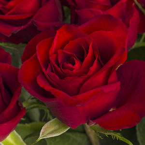 Rote Rosen aus Kenia Rote Rosen aus Kenia