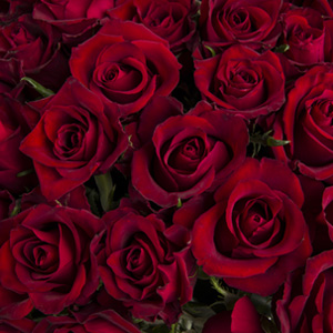 Rote Rosen bestellen Rote Rosen bestellen