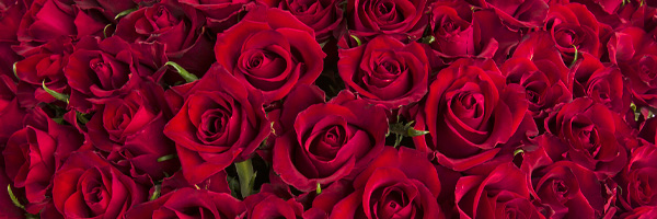 Rote Rosen verschicken Rote Rosen bestellen