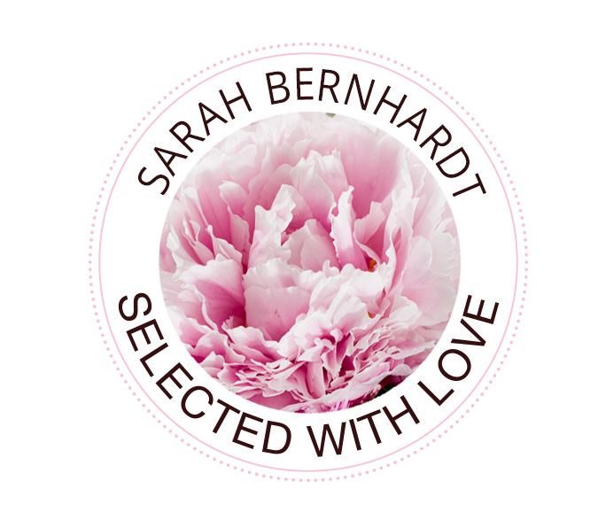 Sarah Bernhardt Die Sarah Bernhardt Pfingstrose