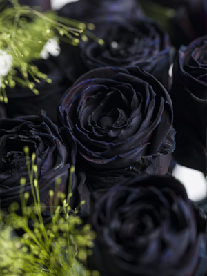 Schwarzer Rosenstrauß Schwarze Rosen mit Panicum