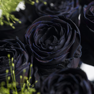 Gefärbte Rosen Schwarze Rosen