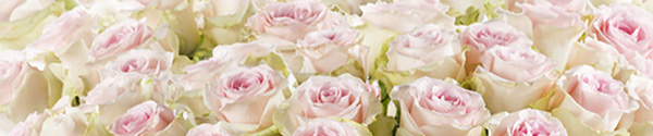 100 rosa Rosen bestellen 100 rosa Rosen bestellen
