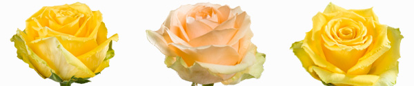 Gelbe rosen bestellen Gelbe rosen bestellen