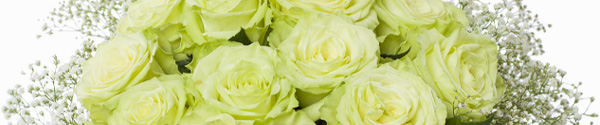 Gr&uuml;ne Rosen kaufen