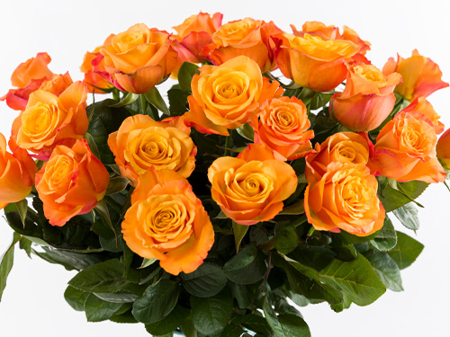 Orange Rosen - Confidential Orange Rosen - Confidential