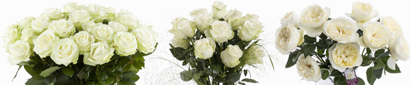 Weiße Rosen verschicken Weiße Rosen bestellen