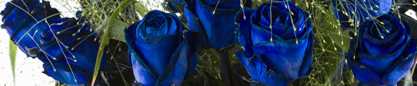 Blauer Rosenstrauß Blaue Rosen und Panicum